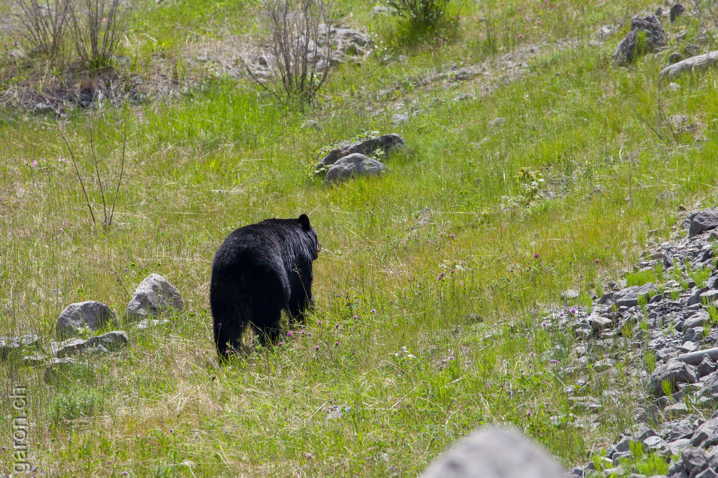 Jasper, black bear near Maligne Lake 