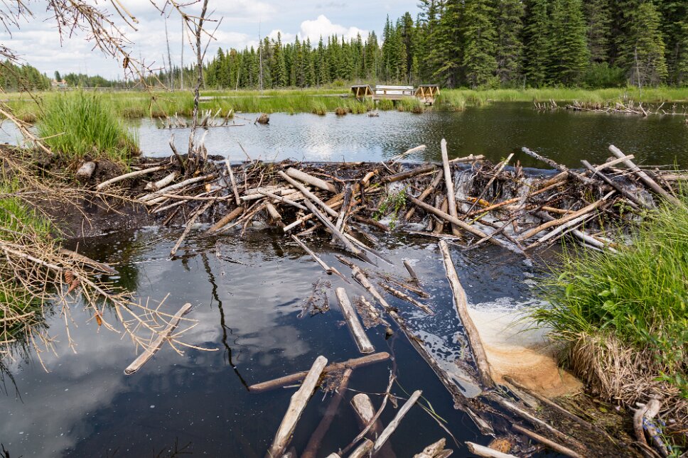 Hinton, Beaver Bordwalk