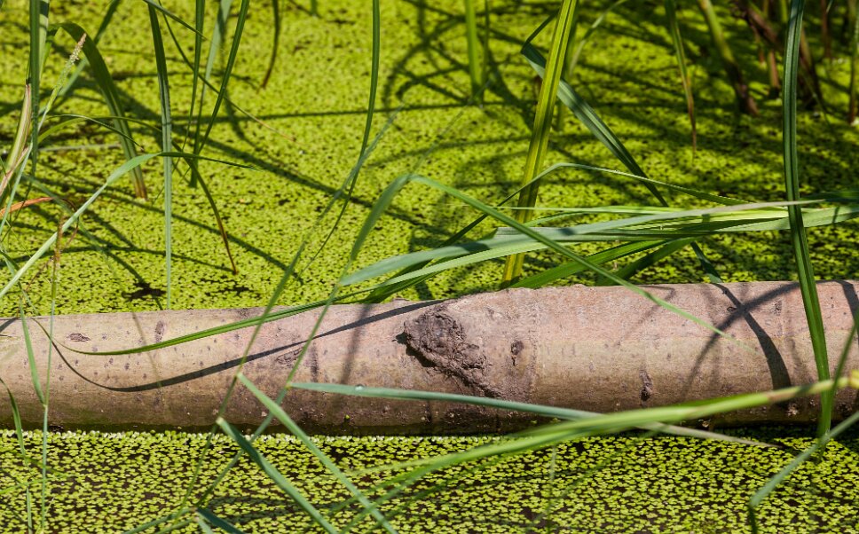 Edmonton Elk Island National Park