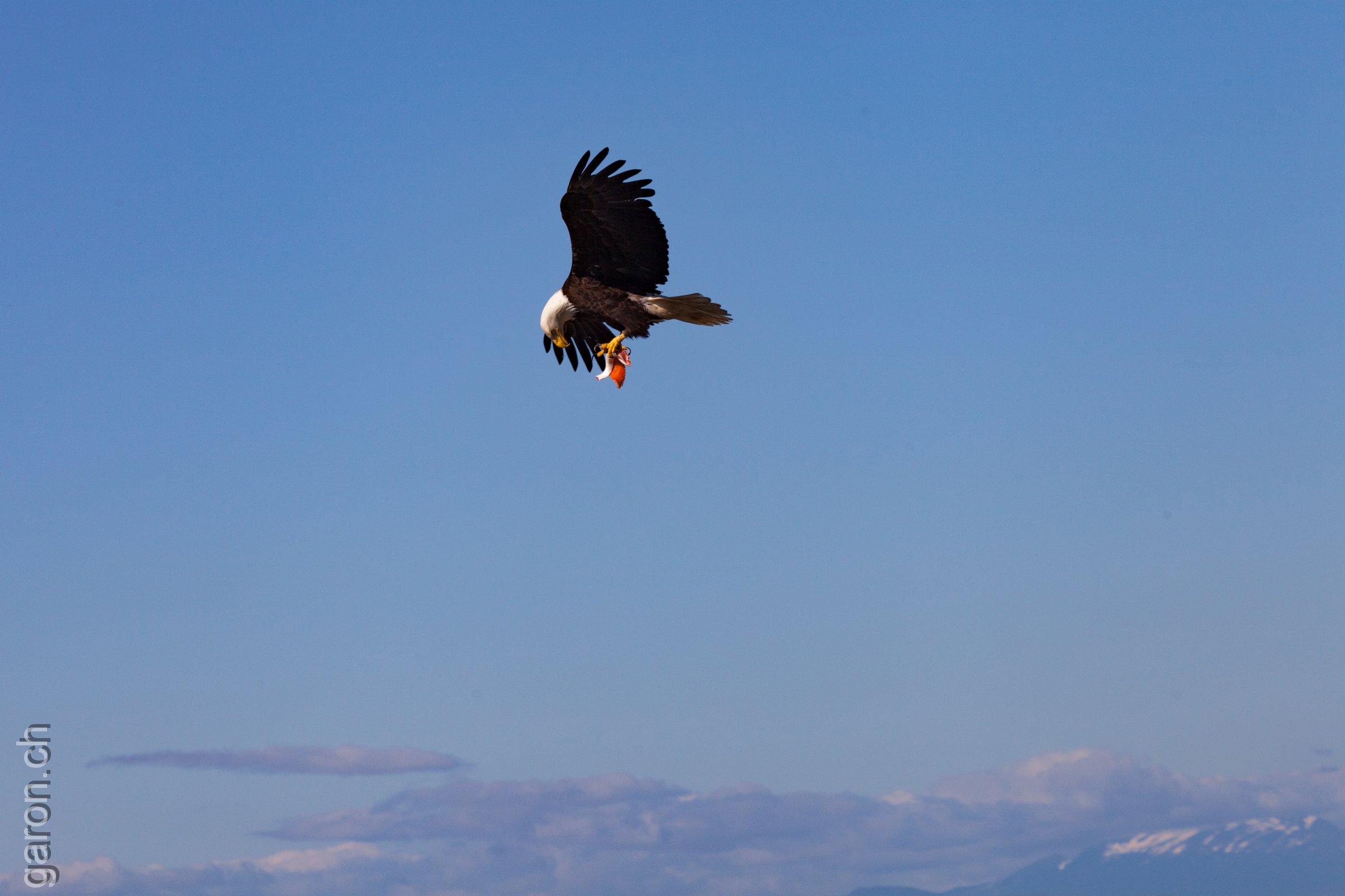 British Columbia, Port Hardy Sea Eagle