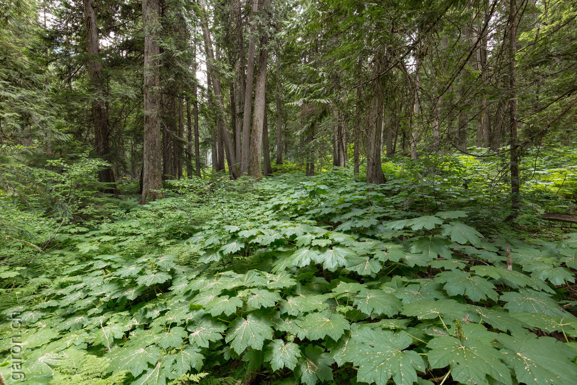 British-Columbia, Revelstoke National Park Giant Cedars Boardwalk Trail