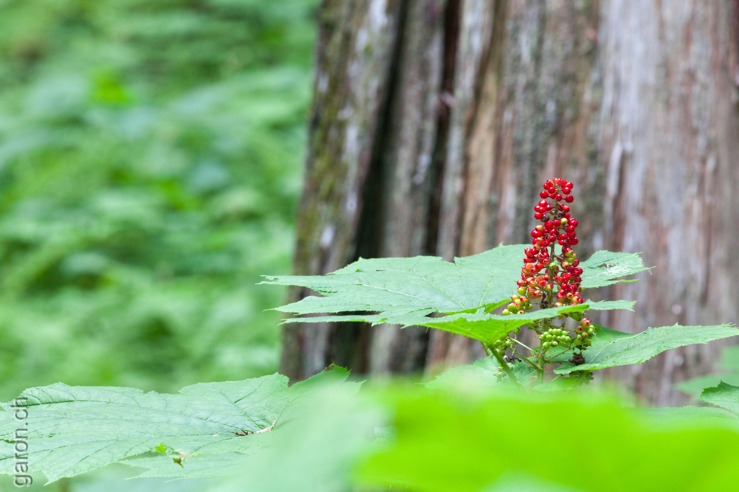 British Columbia, Ancient Forest Chun T'oh Whudujut Provincial Park