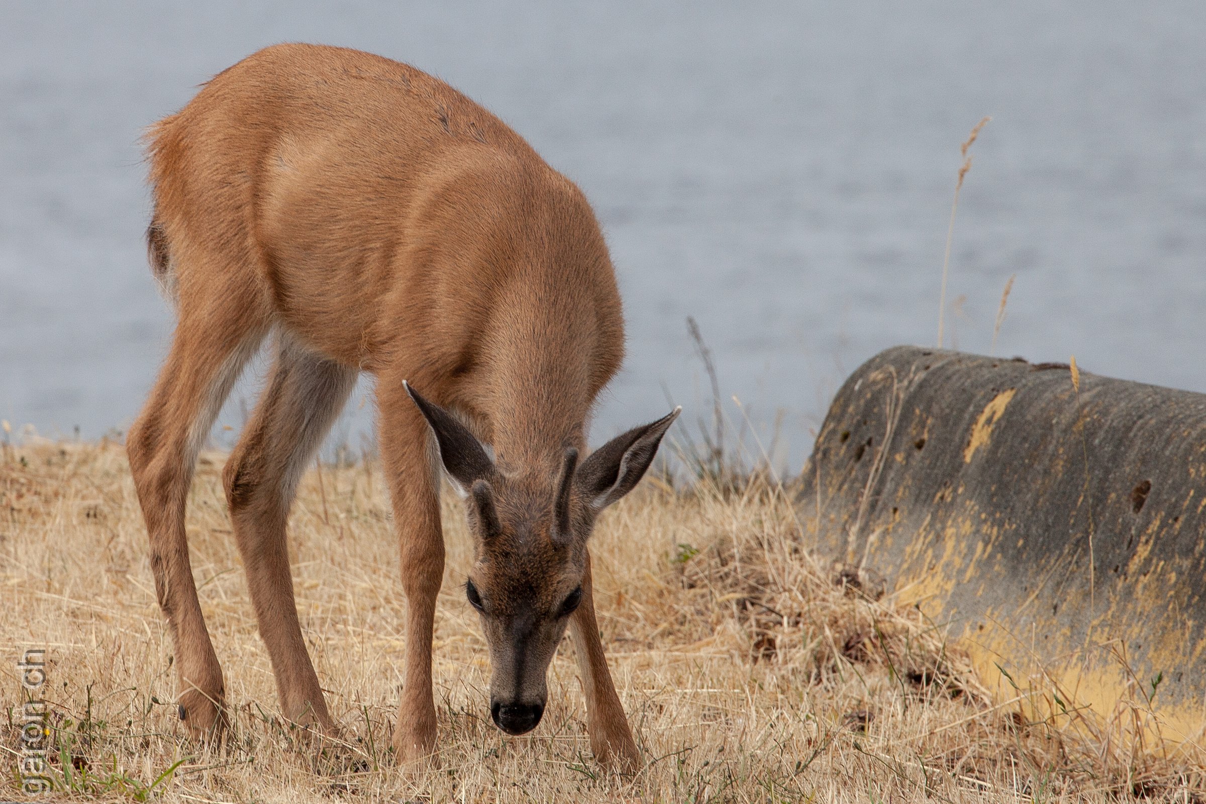 British Columbia, Victoria, deer on military base 