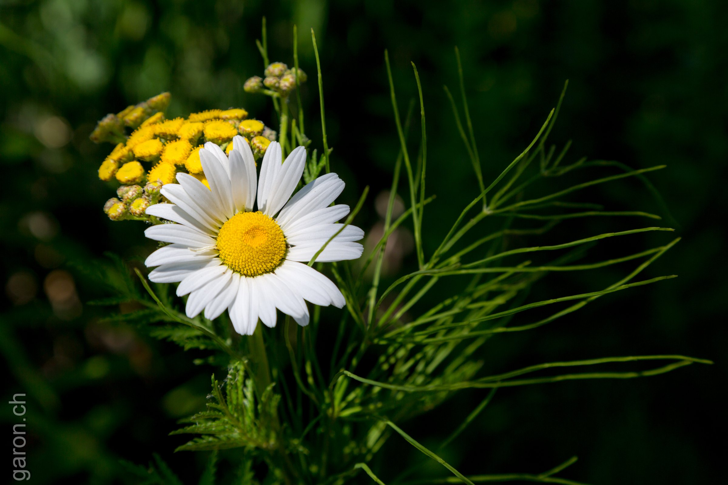 British Columbia, Revelstoke, Daisy flower 