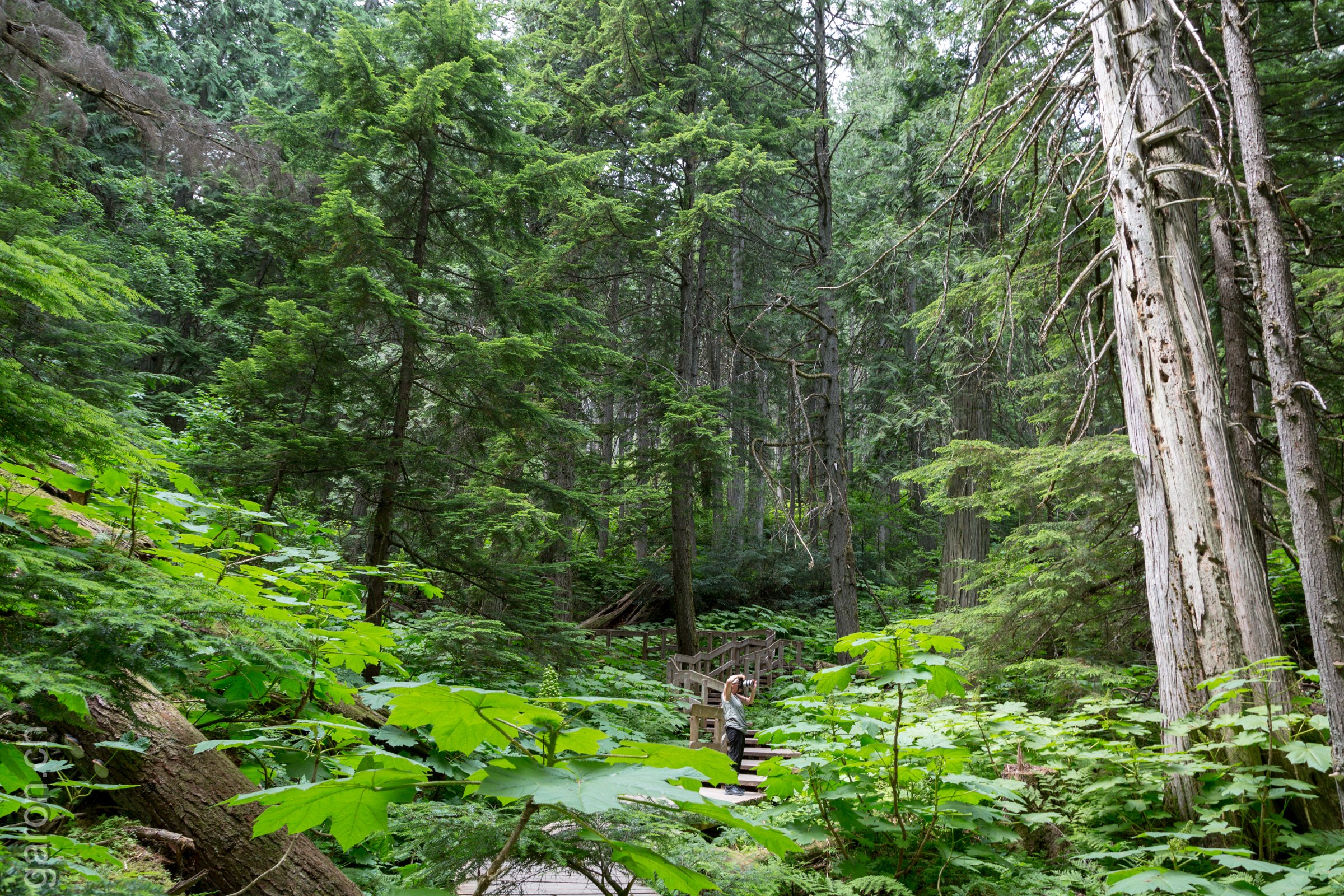 British-Columbia, Revelstoke National Park Giant Cedars Boardwalk Trail