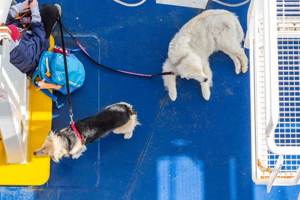 Ferry Cape Breton - Newfoundland