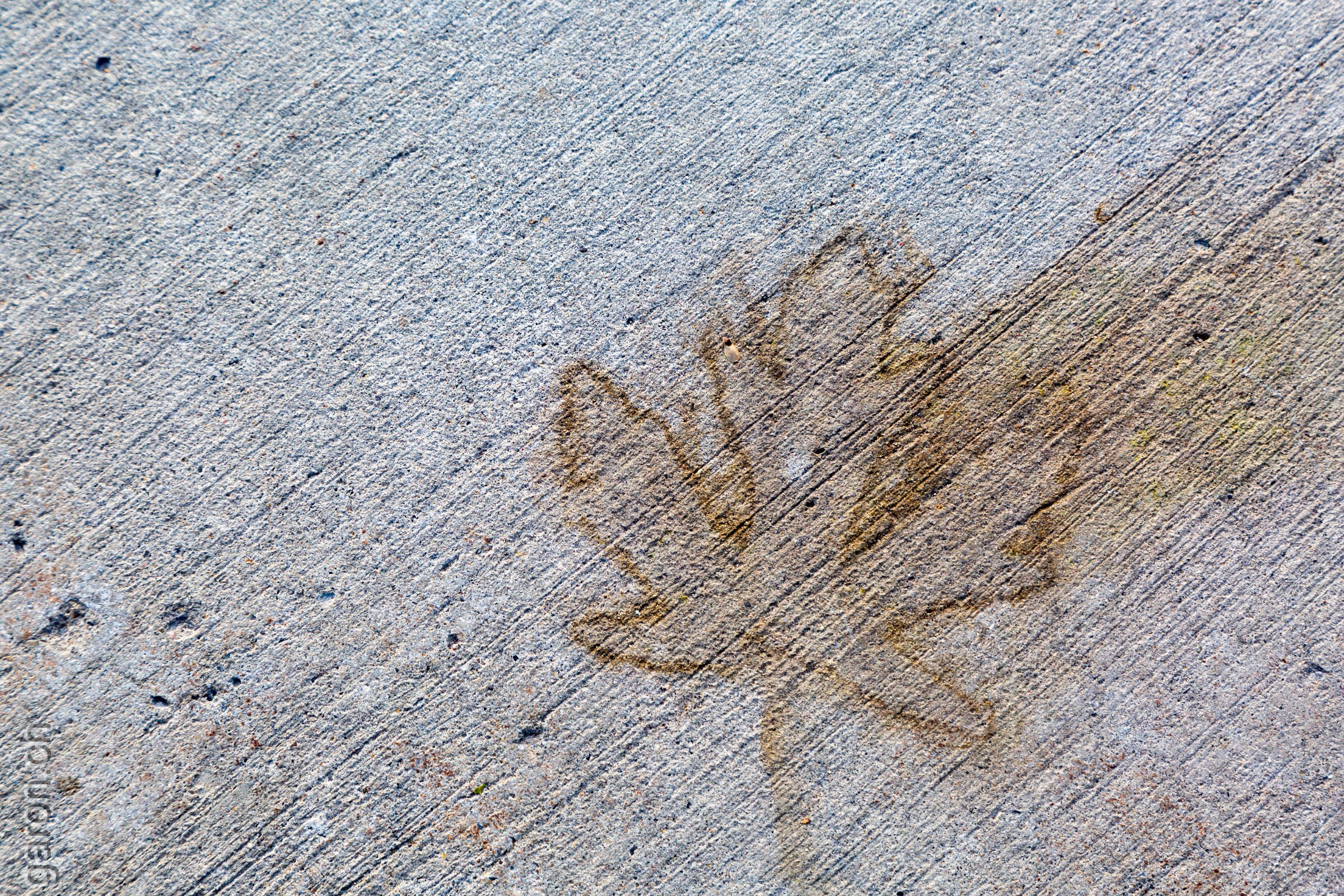 Ontario, Ottawa, print of a leaf on sidewalk 