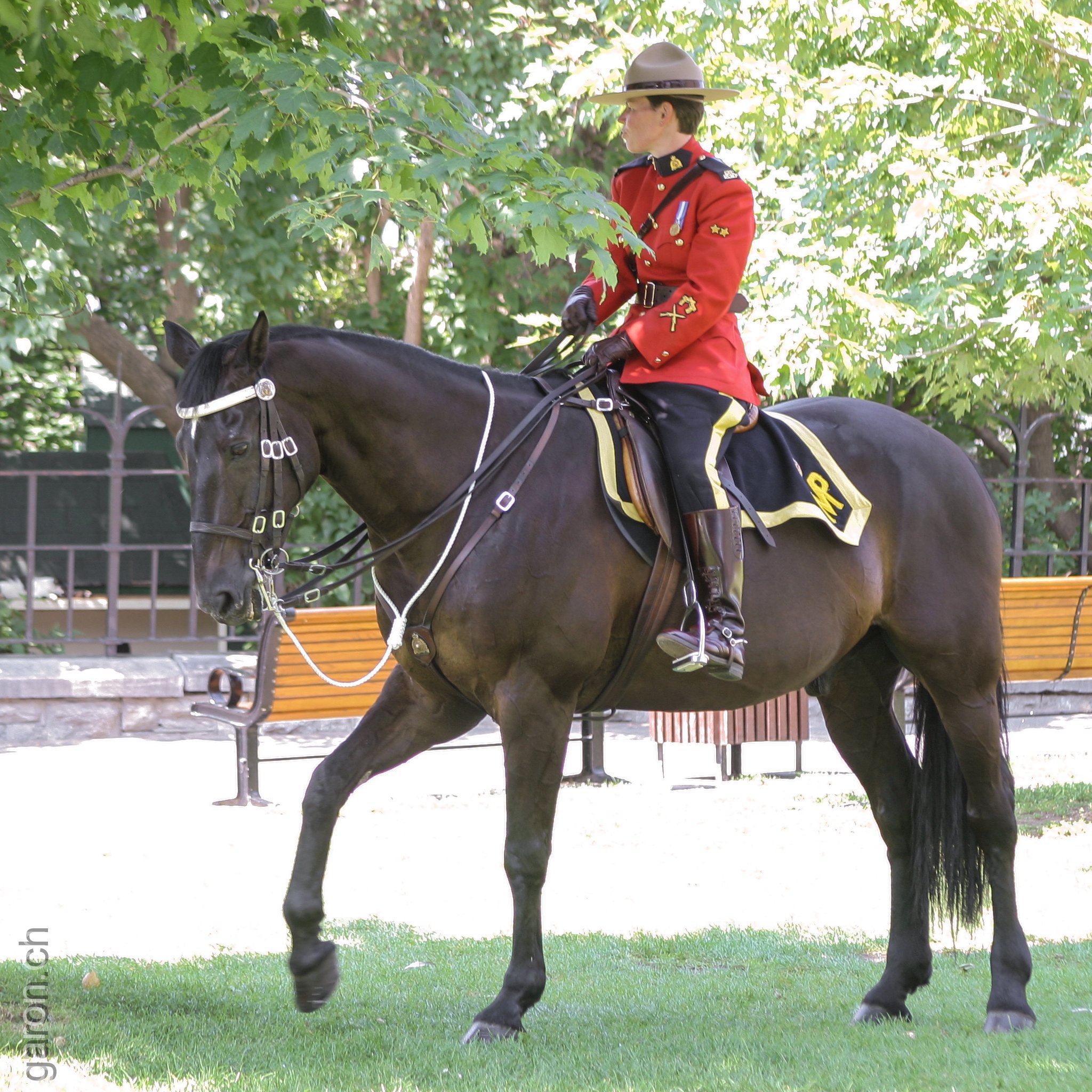 Ottawa, patrol around the canadian parliament RCMP Officer with horse