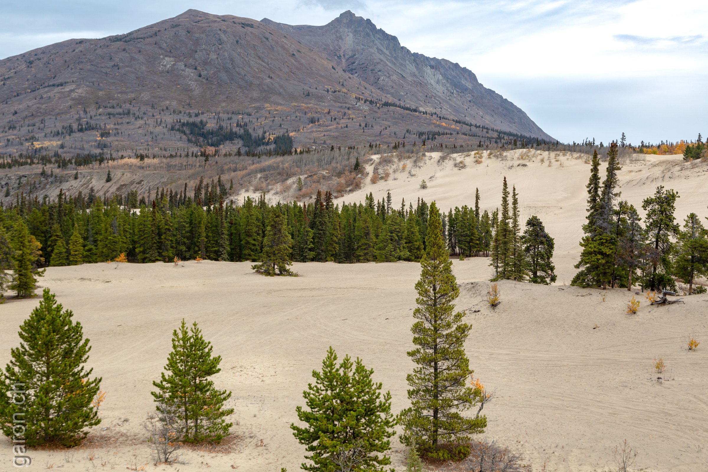 Yukon, Carcross Desert 