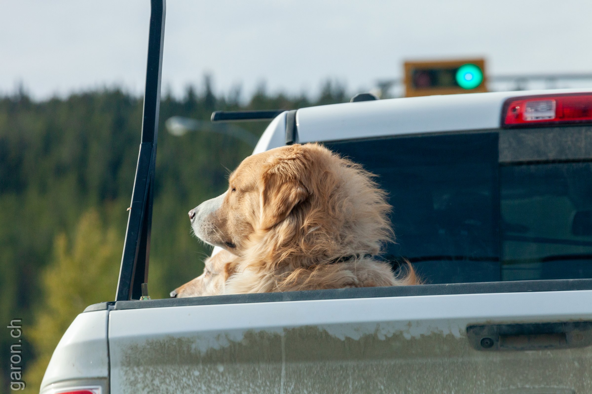 Whitehorse, dogs in a pickup car 