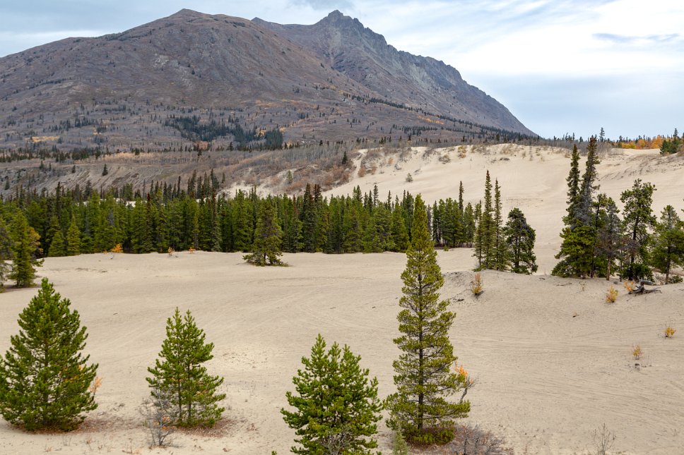 Yukon, Carcross Desert