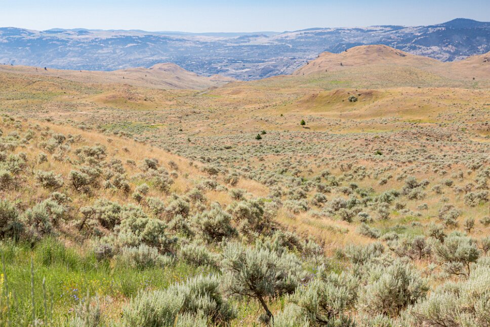 Kamloops, Grassland