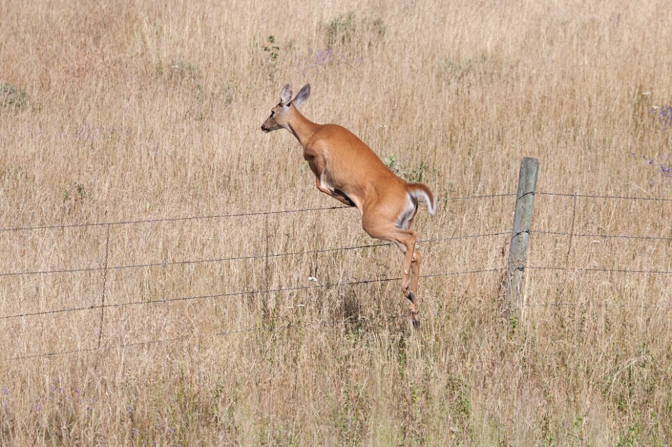 Kamloops, Grassland