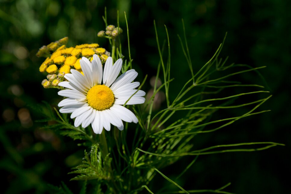 Daisy flower