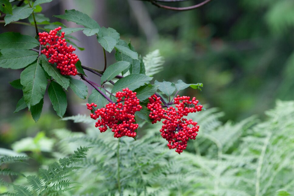 Ancient Forest, Chun T'oh Whudujut Provincial Park