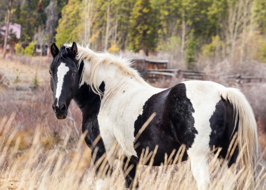 Atlin BC (Enclave Yukon) horse in a paddock on Atlin Road