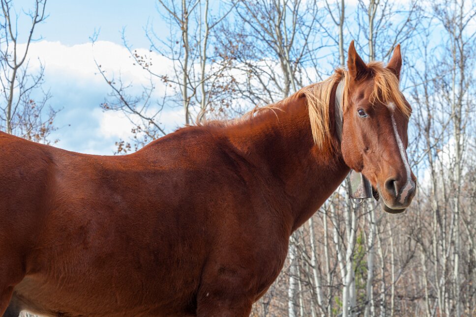 Atlin BC (Enclave Yukon) horse in a paddock on Atlin Road