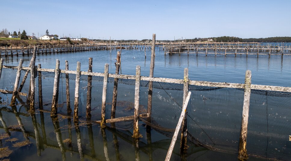 Back Bay, Lobster shipping