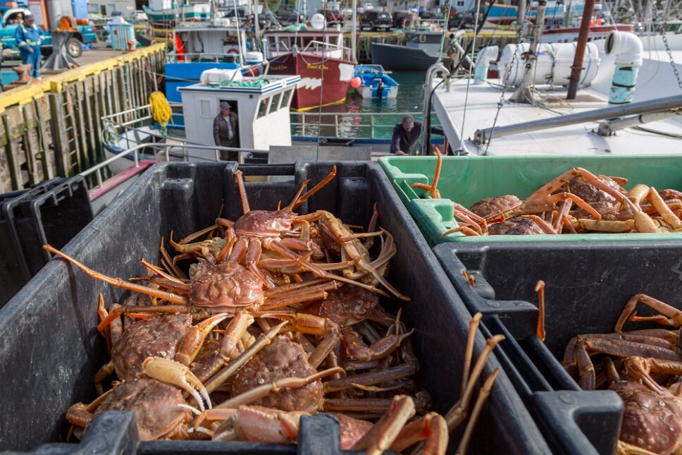 St John's, crab fisheries