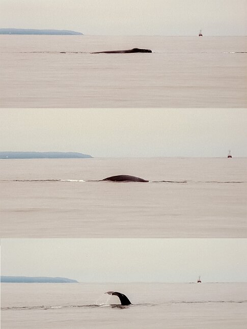 Fundy Bay, wales diving