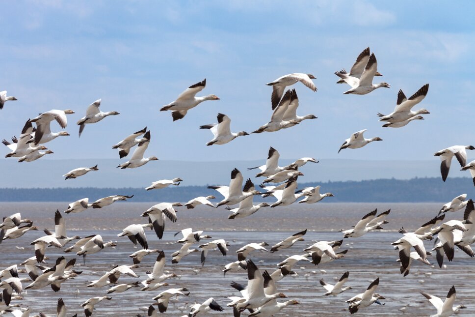 Cap Tourmente, oies blanches