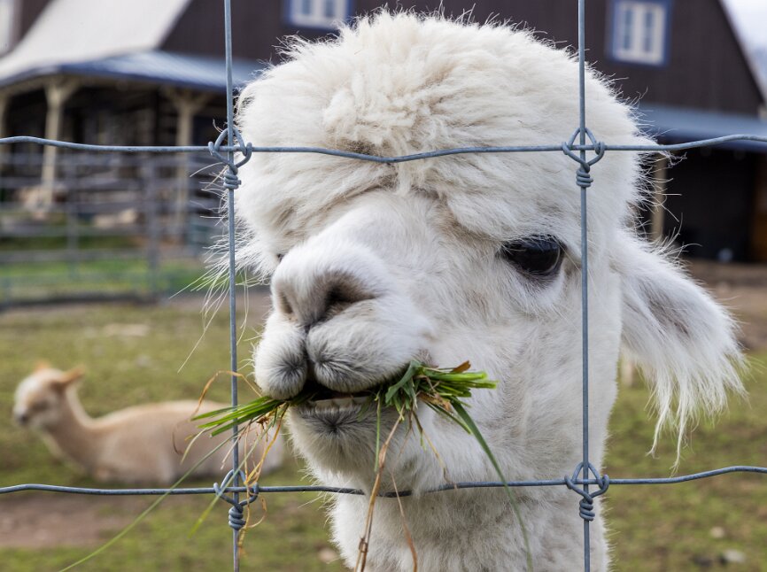 Baie-Saint-Paul, ferme d'alpagas