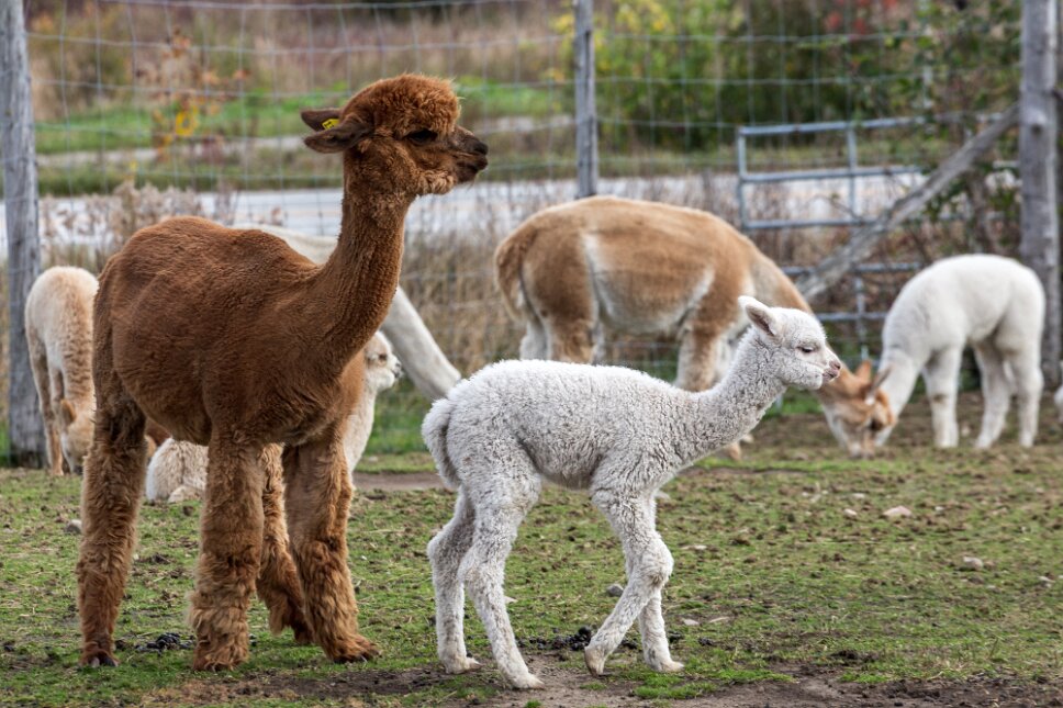 Baie-Saint-Paul, ferme d'alpagas