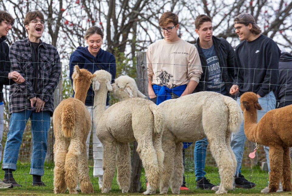 Baie-Saint-Paul, ferme d'alpagas