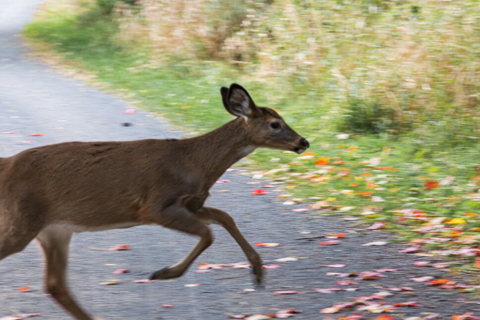 Boucherville, Parc des îles