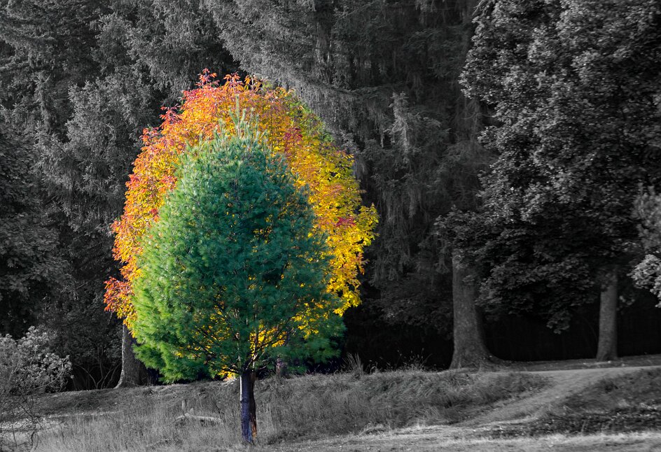 Mont-Saint-Bruno, le parc