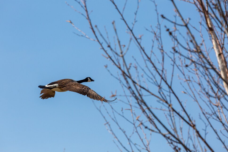 Cabano, parc Clair Soleil
