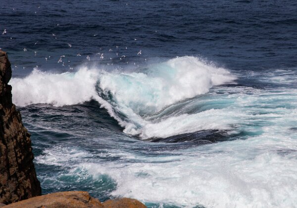 Newfoundland Newfoundland