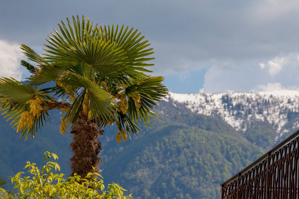 Ascona, Palme und verschneite Bergen
