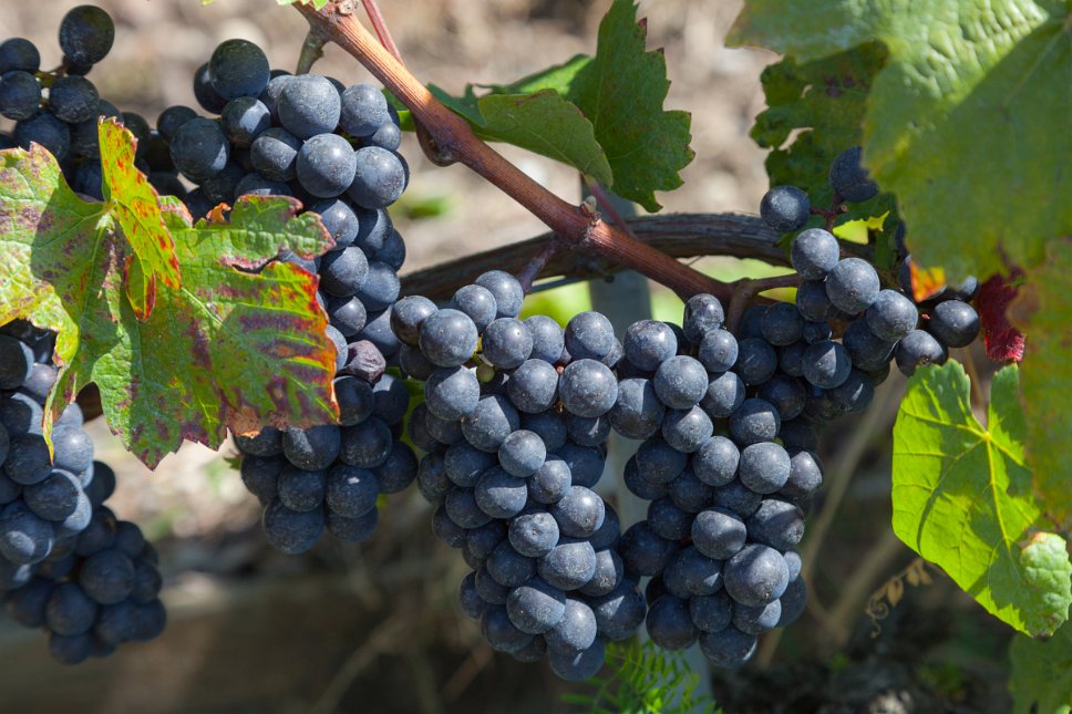 Lavaux, les vignes