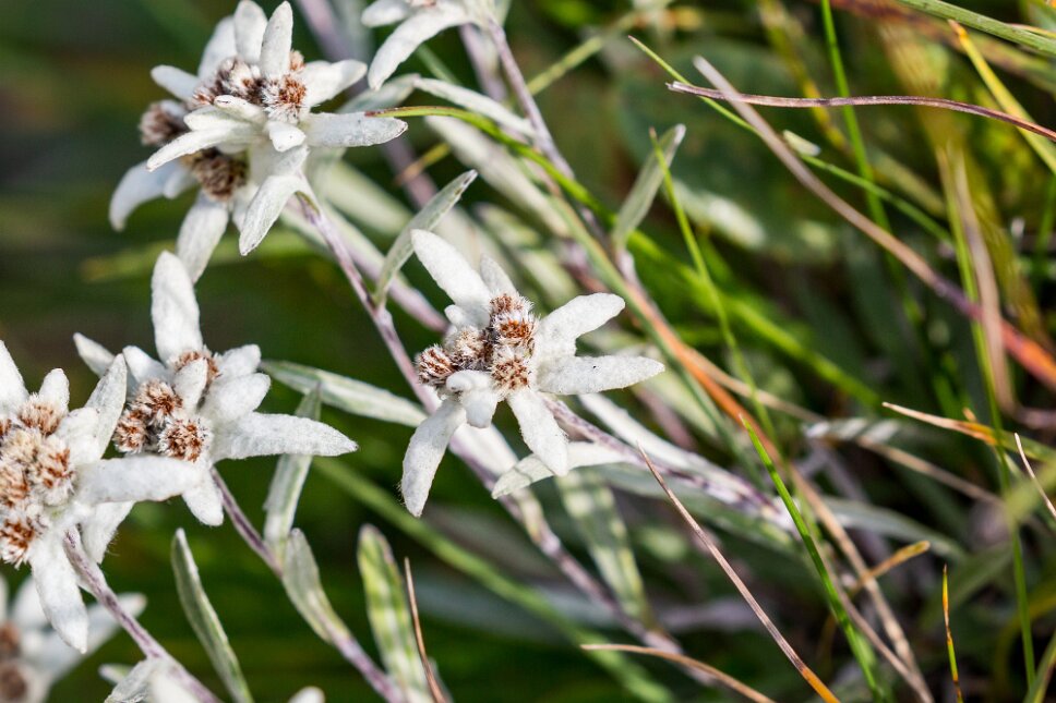 Buffalora, Edelweiss