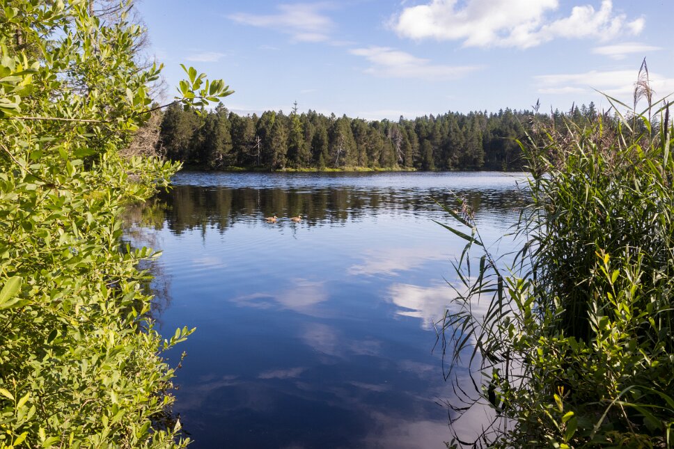 Saignelégier, Étang de la Gruère