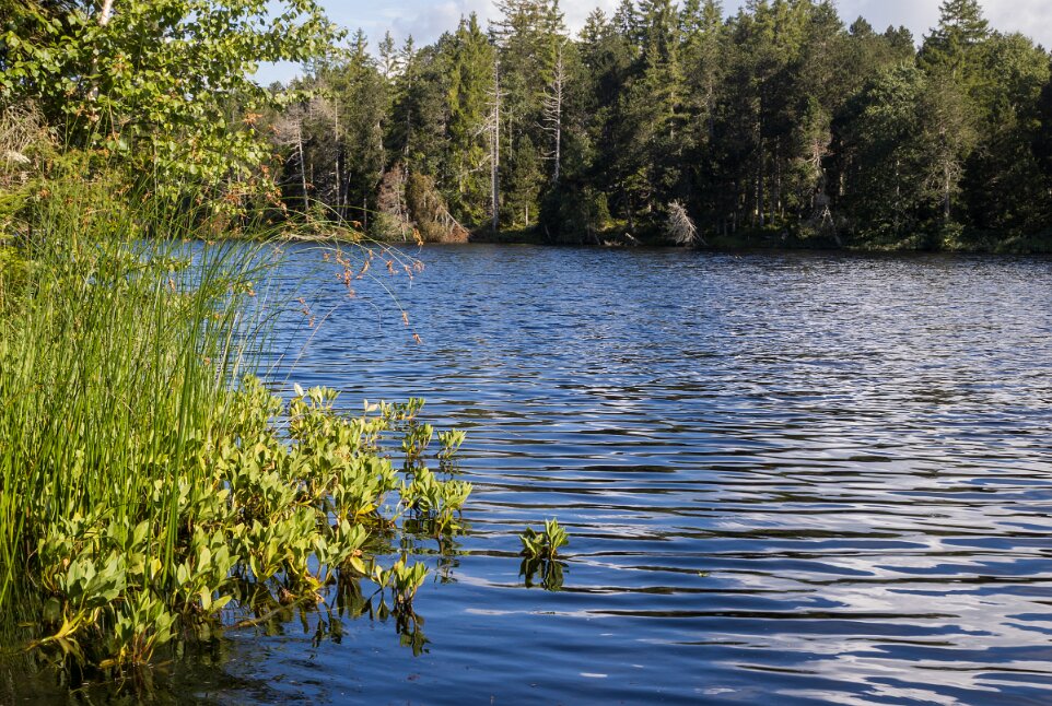 Saignelégier, Étang de la Gruère