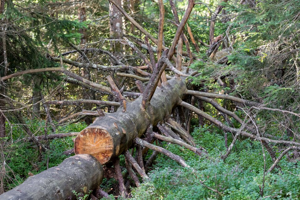 Saignelégier, Étang de la Gruère