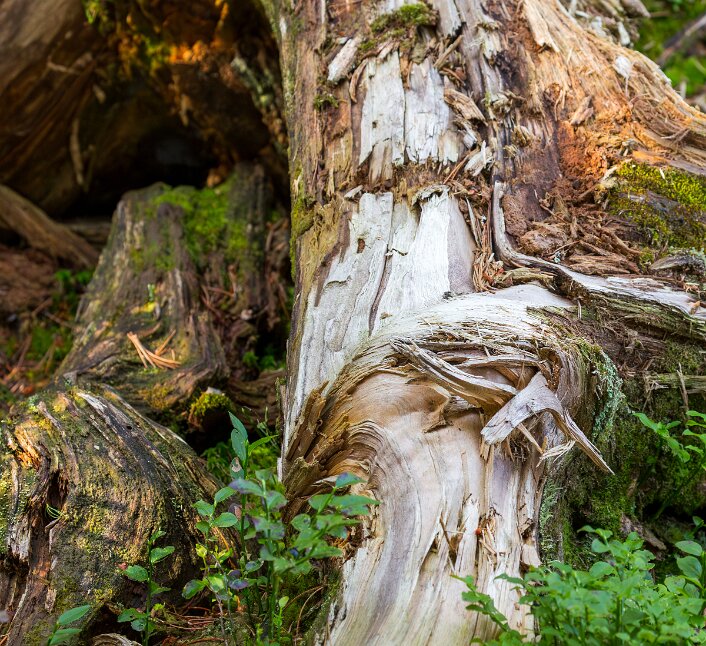 Saignelégier, Étang de la Gruère