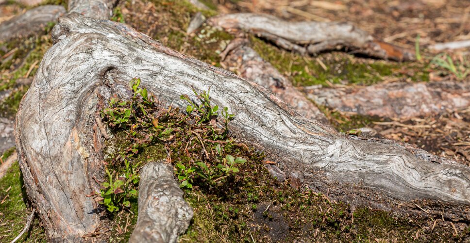 Saignelégier, Étang de la Gruère