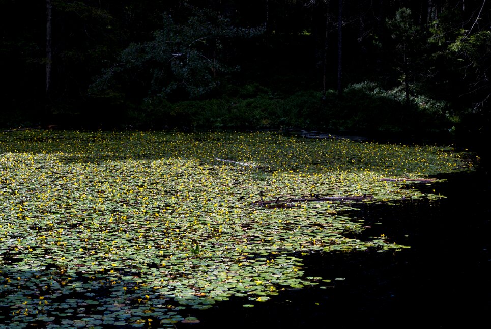 Saignelégier, Étang de la Gruère