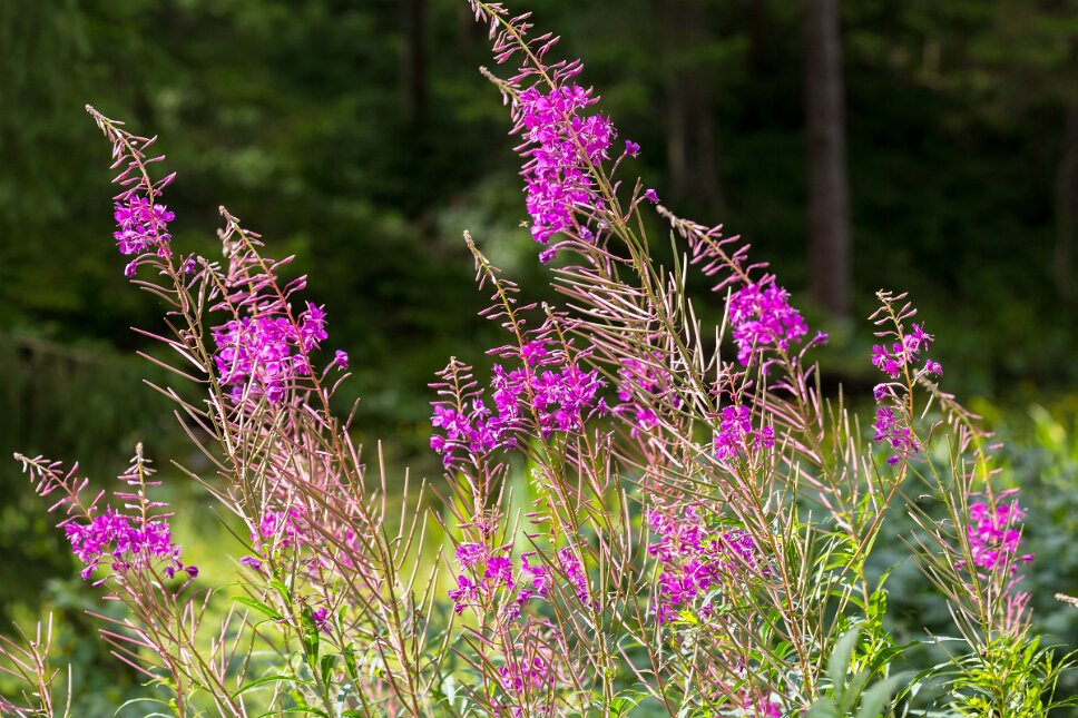 Saignelégier, Étang de la Gruère