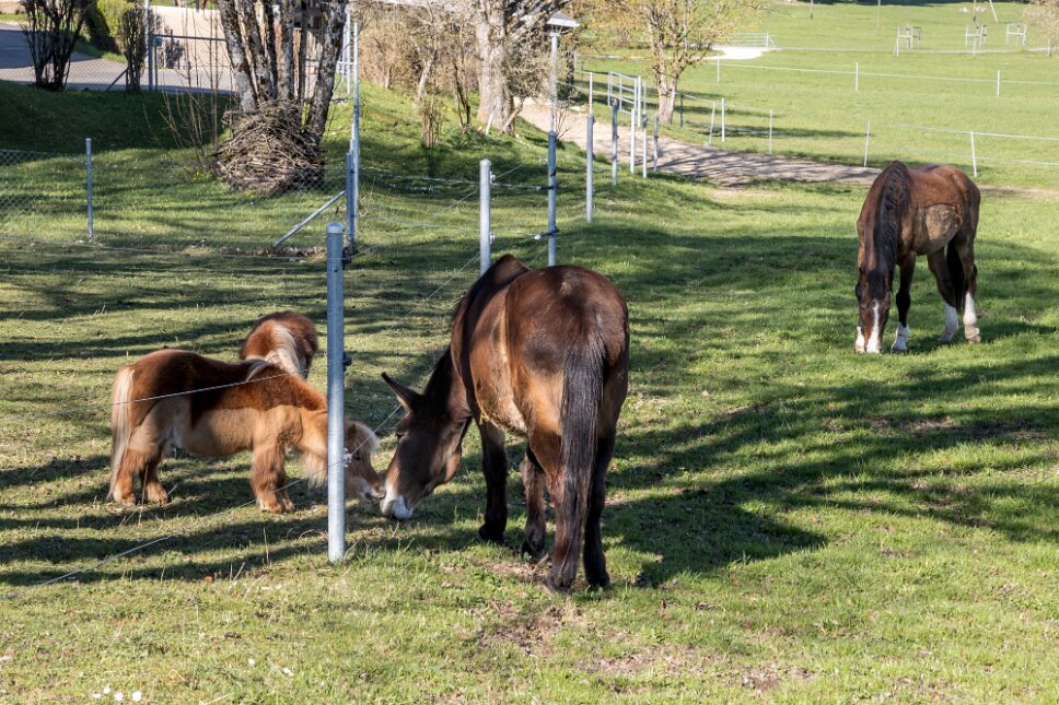 Fondation pour le cheval Le Roselet