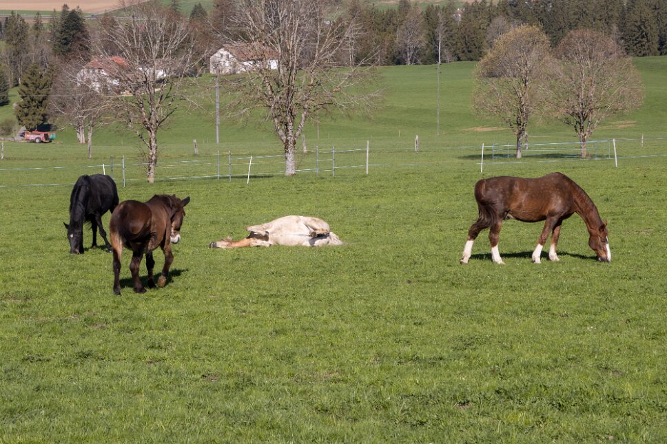 Fondation pour le cheval Le Roselet
