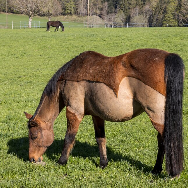Fondation pour le cheval Le Roselet