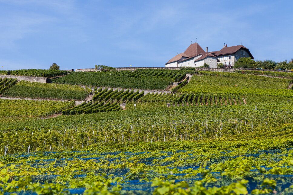 Lavaux