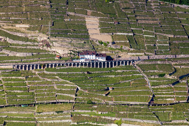 Lavaux